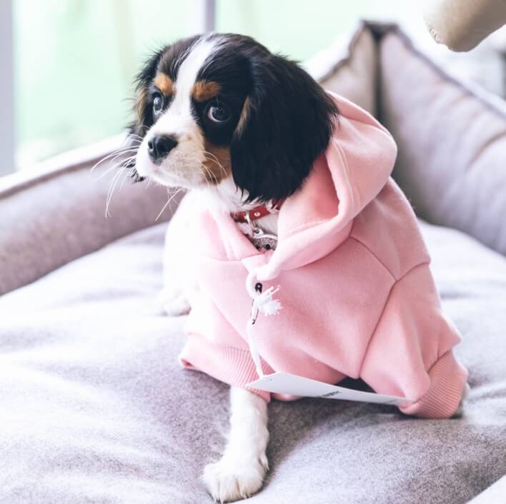 Must-Have Dog Accessories For The Winter